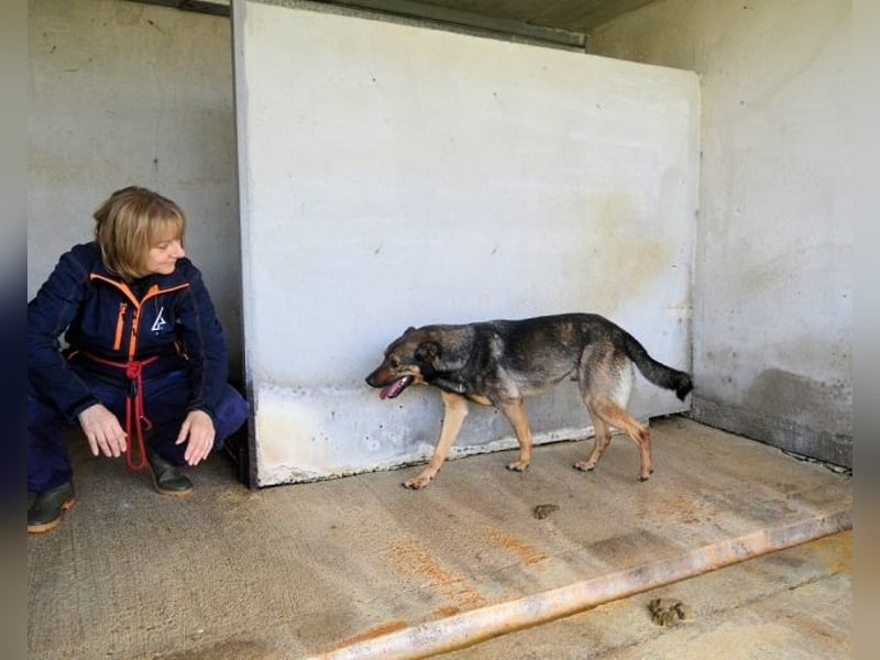 Alvis - Zurückgelassen mit nichts als Hoffnung