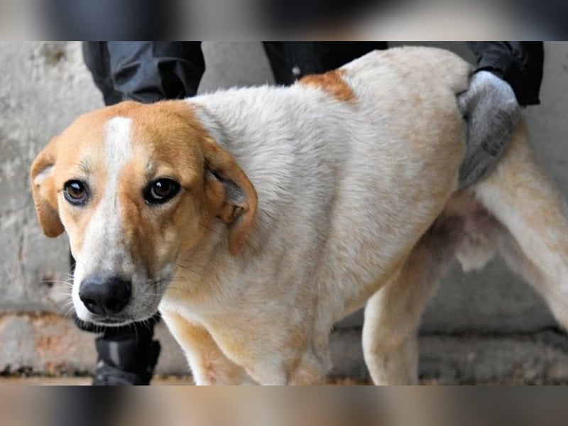 Molletta - Junghündin sucht Anschluss mit Streicheleinheiten