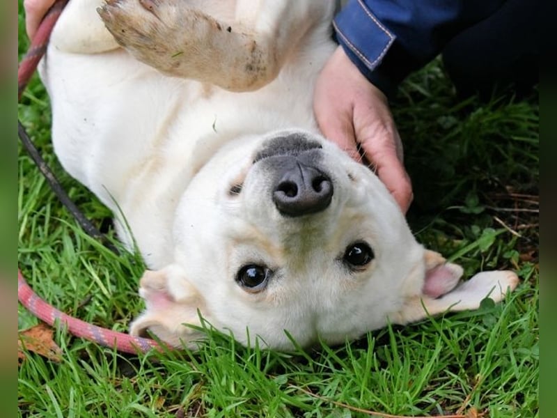 Hughie - macht ein Freundschaftsangebot