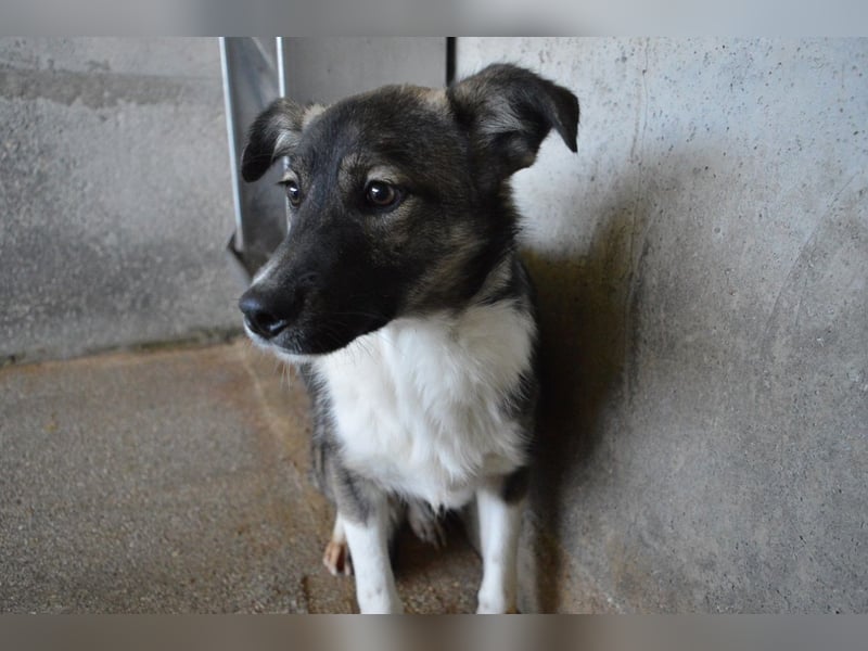 Quelisia - Kleines Schwesterchen, was nun?