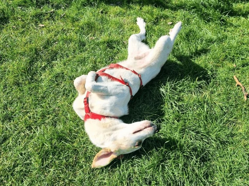 Deddy -  Mit neugierigen Pfoten ins Leben