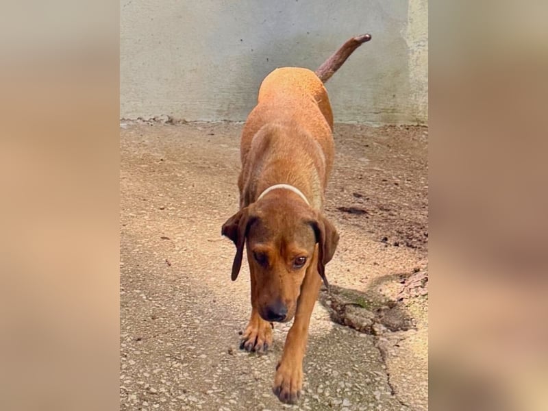 Yola - (Dringend Pflegestelle oder Zuhause gesucht) wie bei Hänsel und Gretel - nur schlimmer