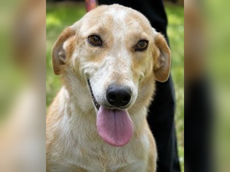 Denisse - Lebensretter oder -retterin gesucht!