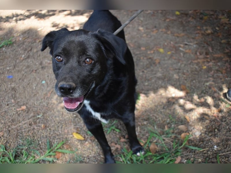 Brogan - Unser Lieblingslabradorpanther - vielleicht bald Ihrer?