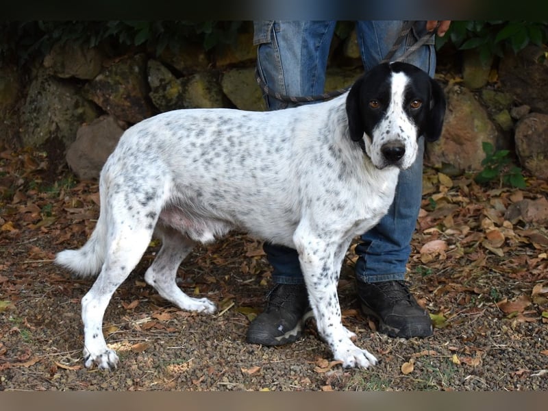Demetrius - SOS - Sensibler Hund in großer Not