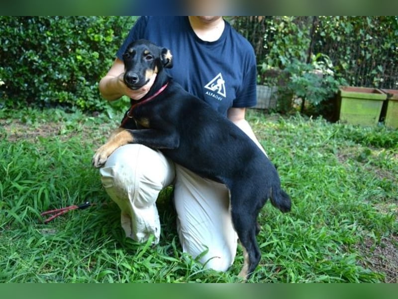 Drifa - vorsichtiges Hundemädchen auf der Suche nach Geborgenheit