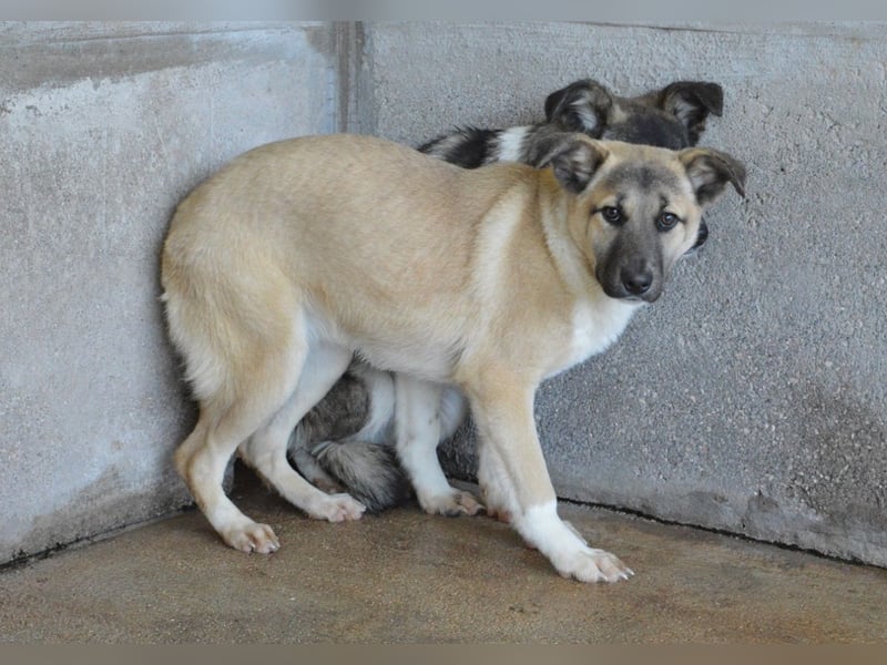 Quivira - Kleines Hundekind, was nun?