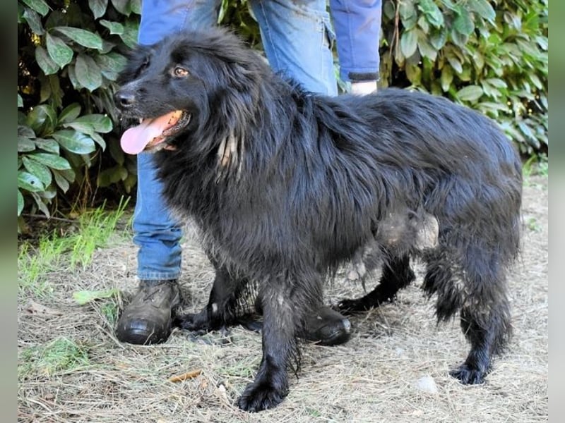 Settimio - Ich bin da, jetzt läuft's!?