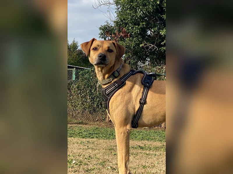 Jasper - Warten auf den einen Menschen