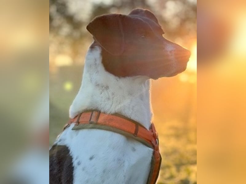 Phönix - Wege aus der Vergangenheit