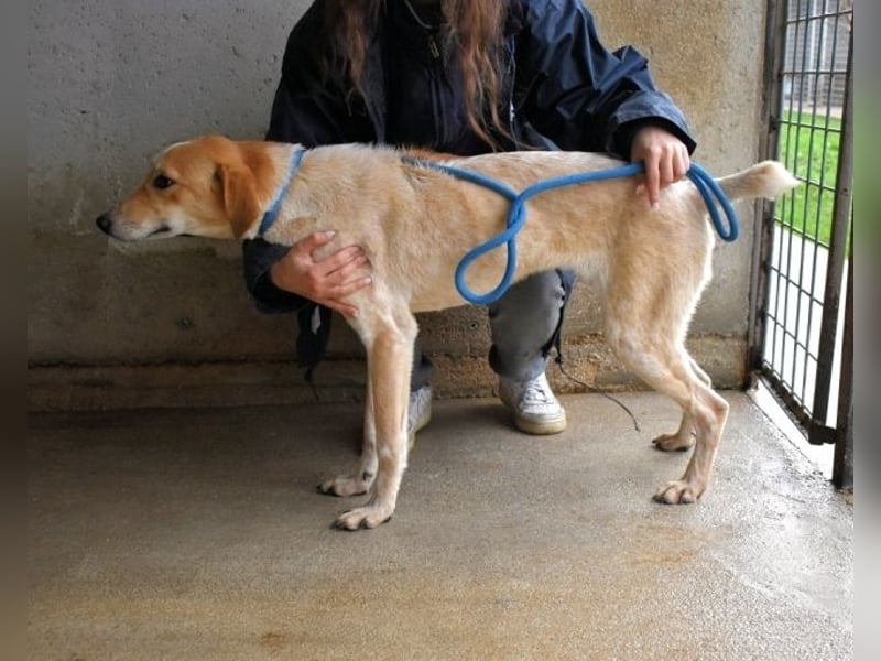 Molletta - Junghündin sucht Anschluss mit Streicheleinheiten