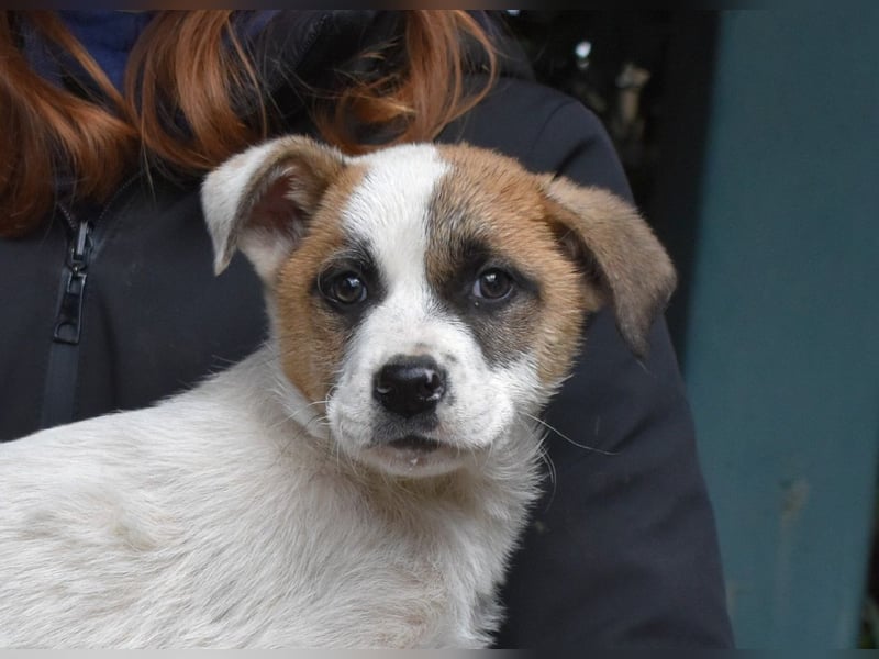 Elenio - SOS - Dringend neue Pflegestelle oder ein Zuhause gesucht - Ein leuchtendes Fellknäuel