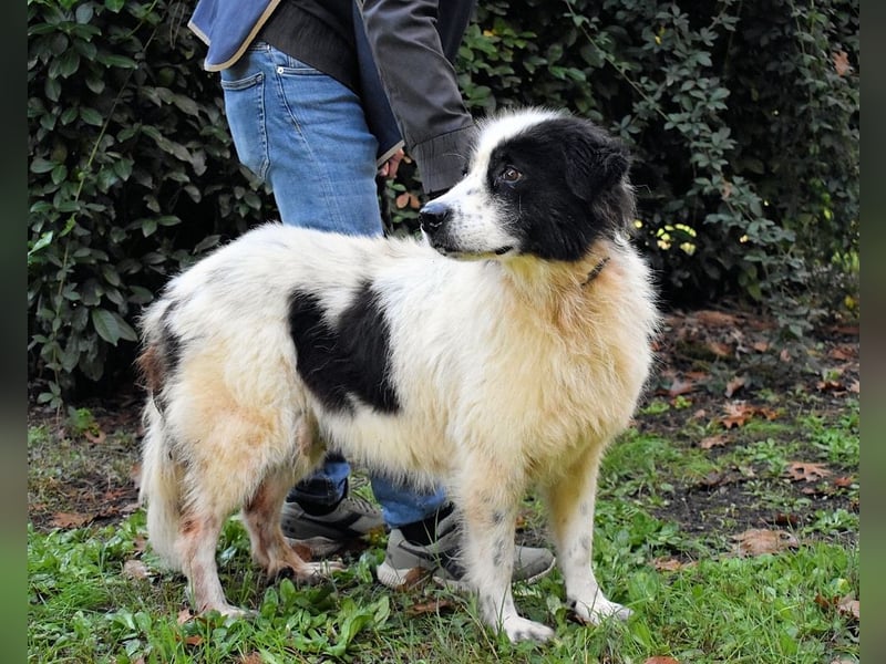 Puccie - unser liebes Mädchen...