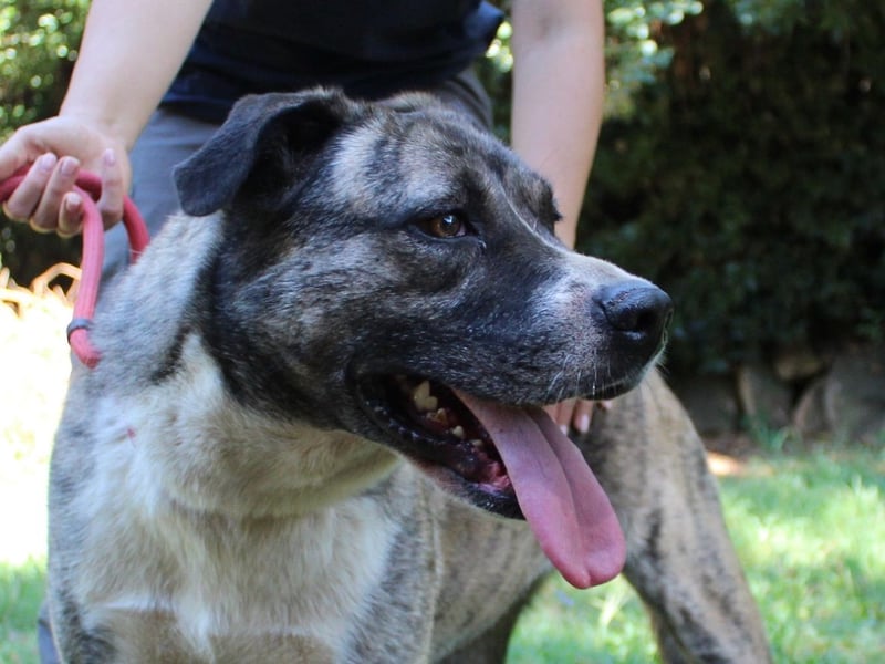 Fionella - Tigerchen sucht Familie