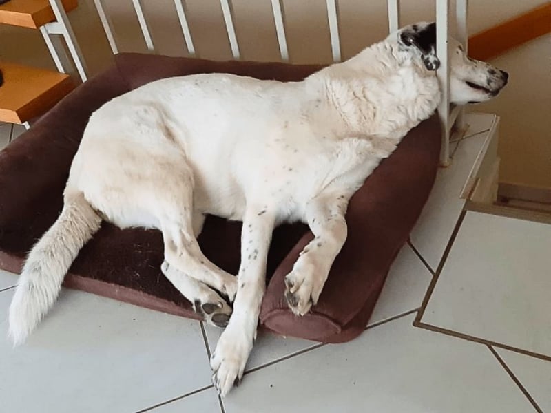 Gina - SOS - Dringend neues Zuhause oder Pflegestelle gesucht - Auch sie droht alles zu verlieren