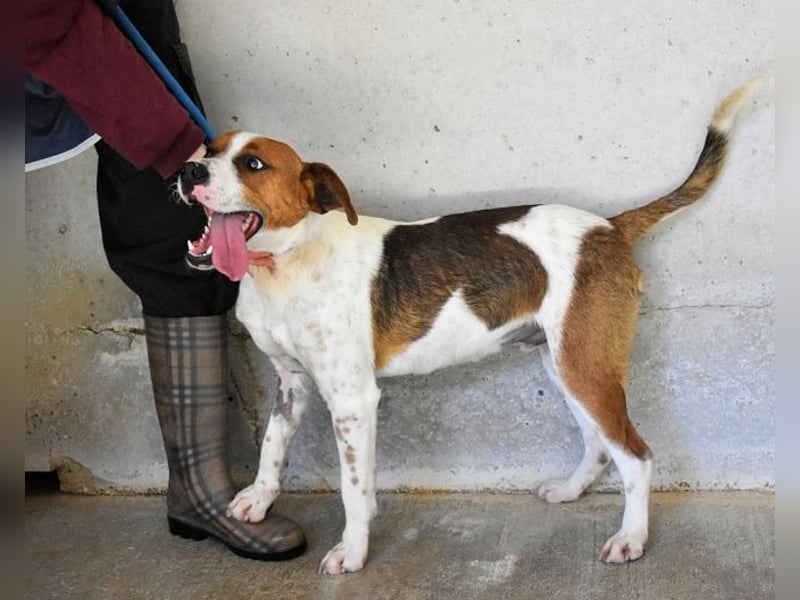 Olli - Quirliges Hundekind braucht dringend Familie