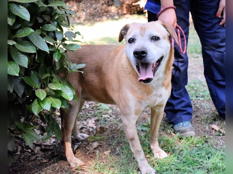 Rinaldo - Gold-Senior sucht dringend ein Zuhause