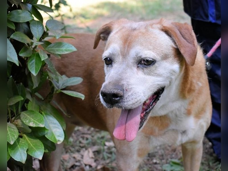 Rinaldo - Gold-Senior sucht dringend ein Zuhause