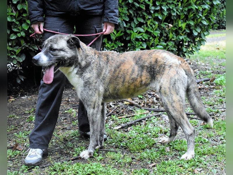 Fionella - Tigerchen sucht Familie
