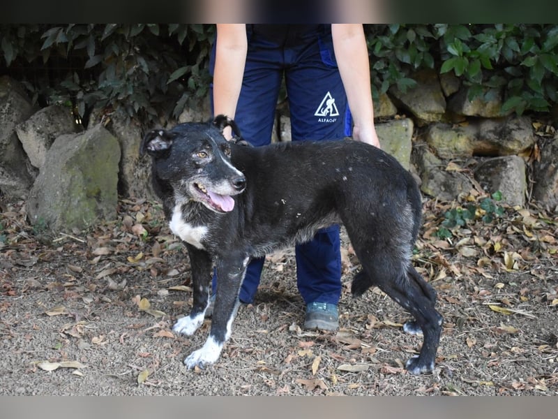 Elowen - eine Tänzerin im Mondlicht, bis die Sonne die Träume verjagt