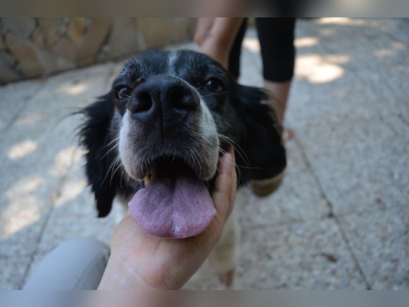 Alarico - Sanfter Gefährte mit gutem Herzen