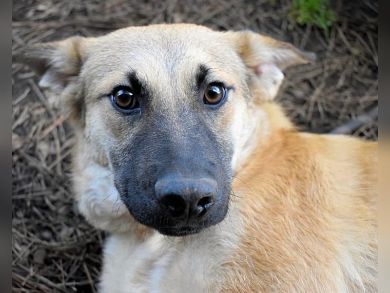 Zeebo - Z wie Zuckersüß und Zauberhaft