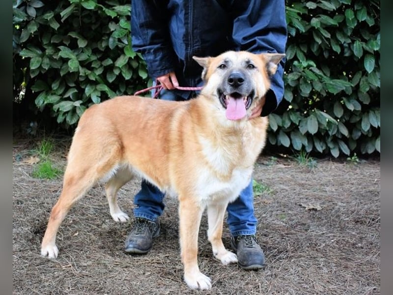 Oddy - Der "Seltsame" mit den Bernsteinaugen