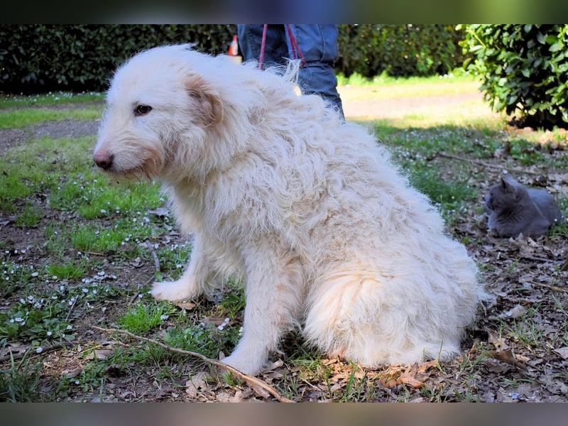 Lynnette - Power-Hündin sucht sportliches Zuhause