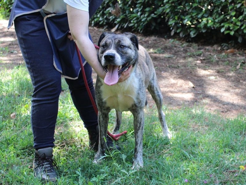 Fionella - Tigerchen sucht Familie