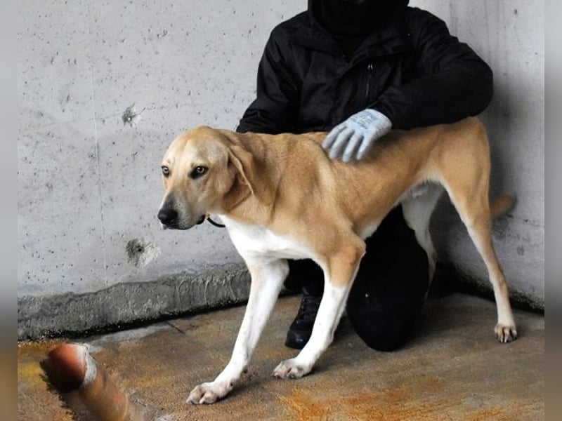 Wiper - Möchte die Welt im Sturm erobern