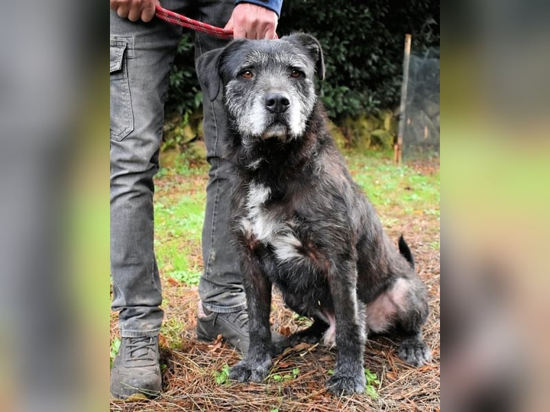 Baldovino - Lieber, großer Kerl fragt: Darf ich zu Dir?