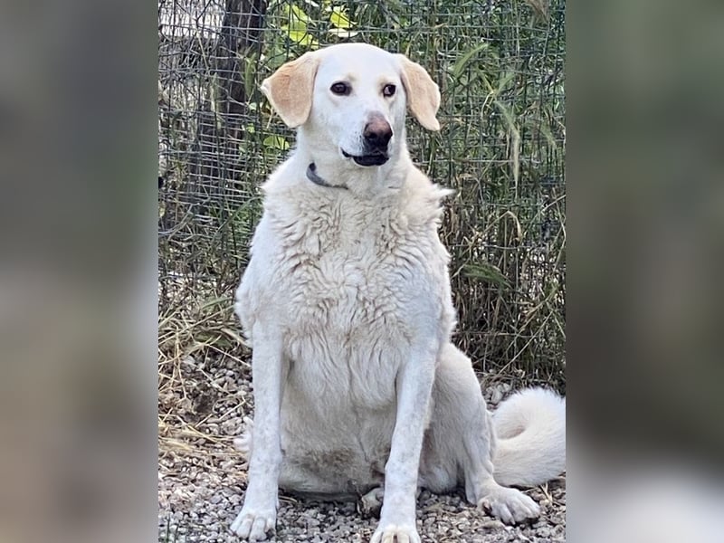 Patty - Vorsichtig auf den Pfoten, groß im Herzen