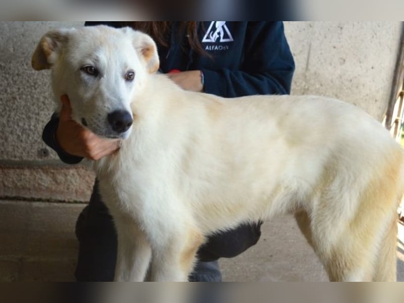 Weeke - Knopfaugen auf der Suche nach einem Lieblingsmenschen