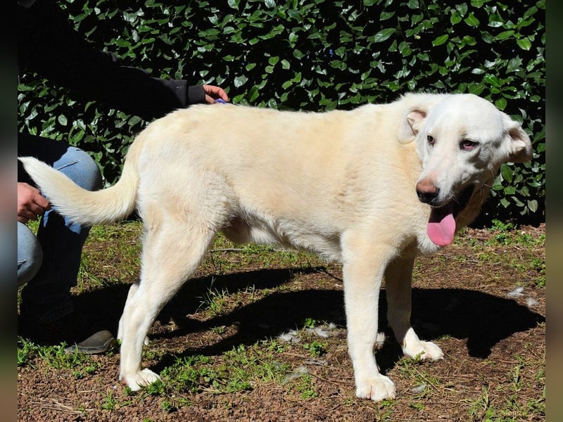 Scoutie - Ein riesiges Missverständnis!