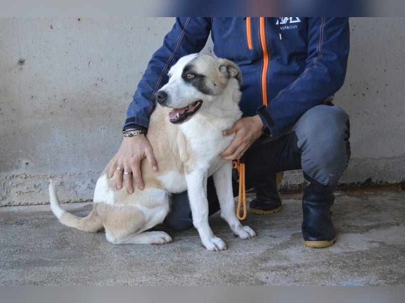 Dayra - freundlich, sanft und bereit für ein schönes Zuhause