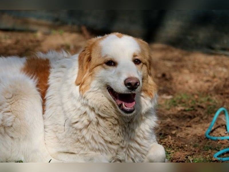 Tish - mit dem wunderschönen Kuschelfell
