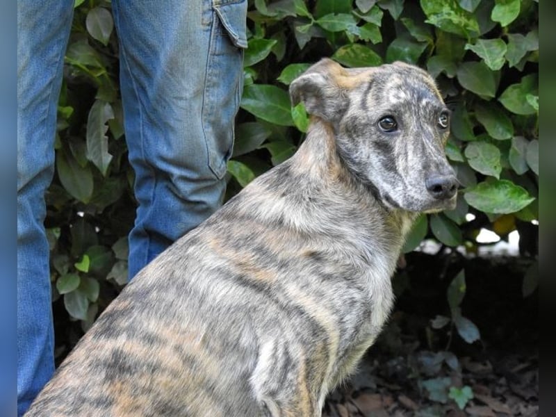 Uladine - hat alles verloren...