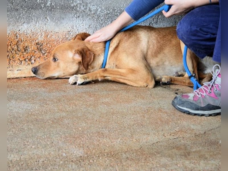 Magee - Lass die Hoffnung siegen