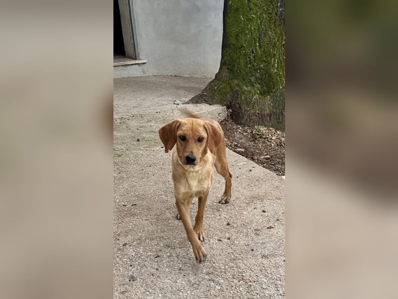 Yamina - (Dringend Pflegestelle oder Zuhause gesucht) wie bei Hänsel und Gretel - nur schlimmer