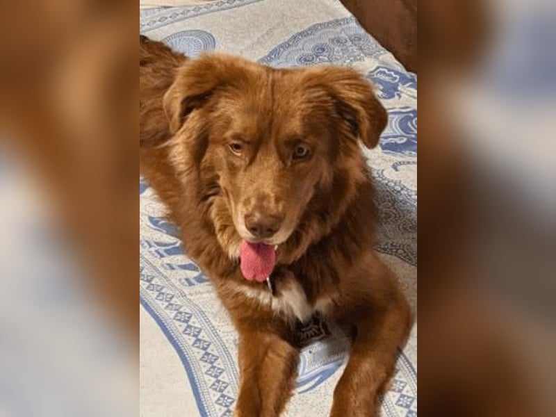 Eurialo - SOS - Dringend Pflegestelle oder neues Zuhause gesucht/Wenn du alles verlierst