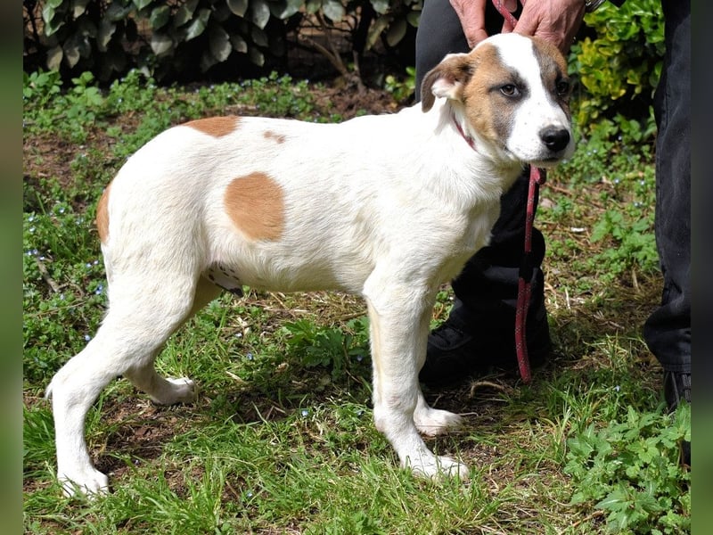 Elenio - SOS - Dringend Zuhause gesucht - Ein leuchtendes Fellknäuel