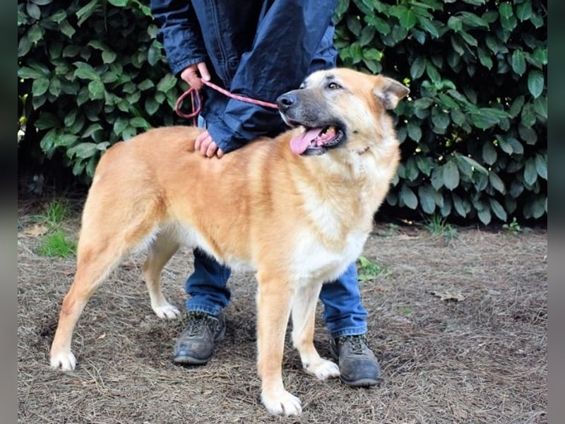 Oddy - Der "Seltsame" mit den Bernsteinaugen