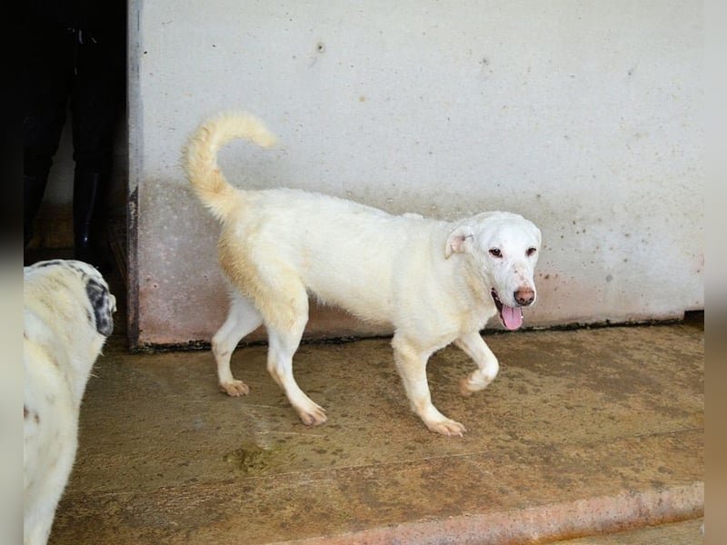 Arriel - aller guten Dinge sind drei