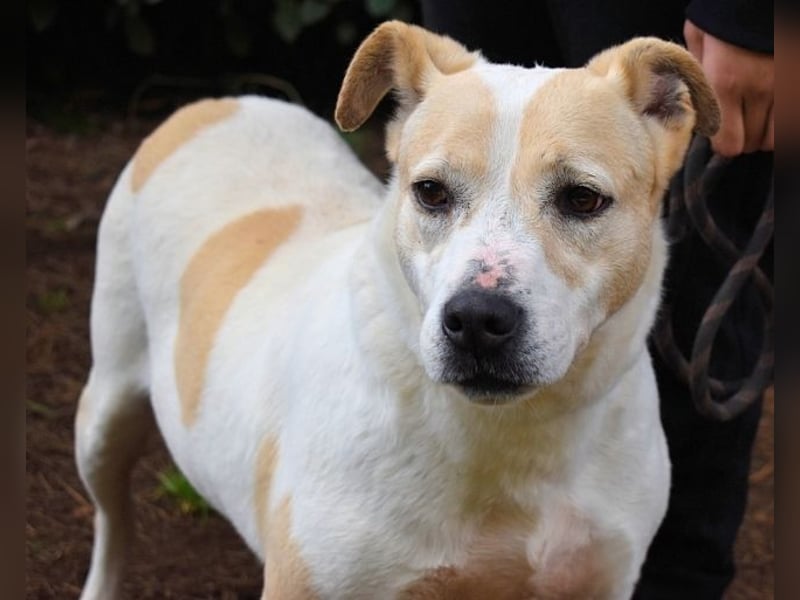 Ivetta - Hat ihr Herz zu verschenken