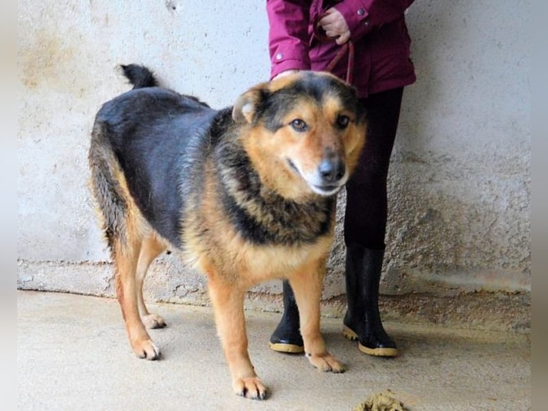 Annalise - Eine liebevolle Gefährtin sucht ihren Menschen Annalise - Eine liebevolle Gefährtin sucht ihren Menschen