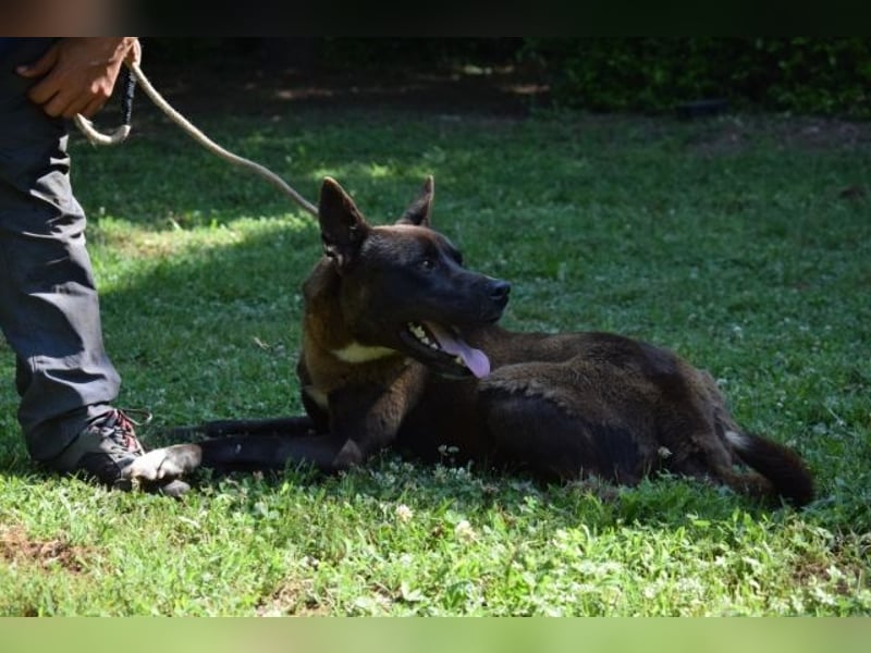 Chufo - ein Energiebündel