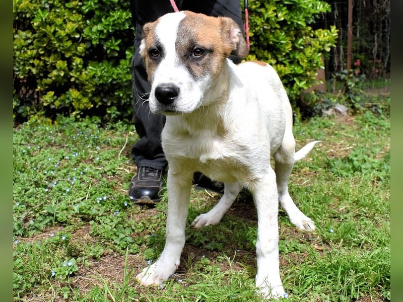 Elenio - SOS - Dringend neue Pflegestelle oder ein Zuhause gesucht - Ein leuchtendes Fellknäuel