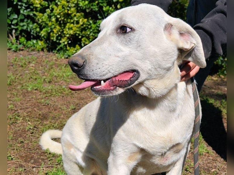 Scrubby - Ein riesiges Missverständnis!