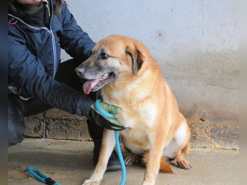 Astrea - Eine Hündin, die nach den Sternen greift