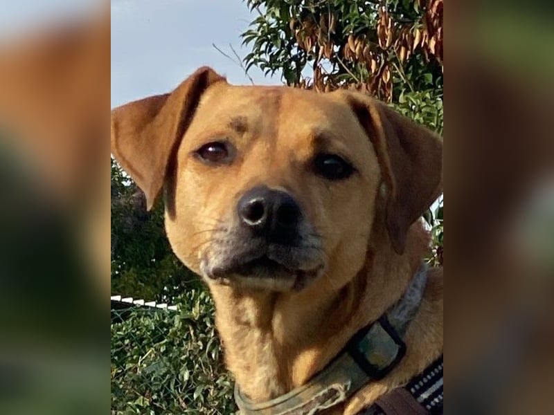 Jasper - Warten auf den einen Menschen